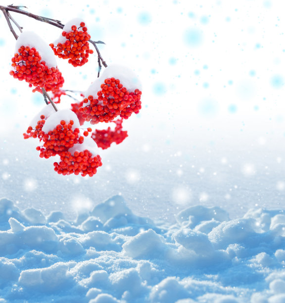 冬天的背景图片下载