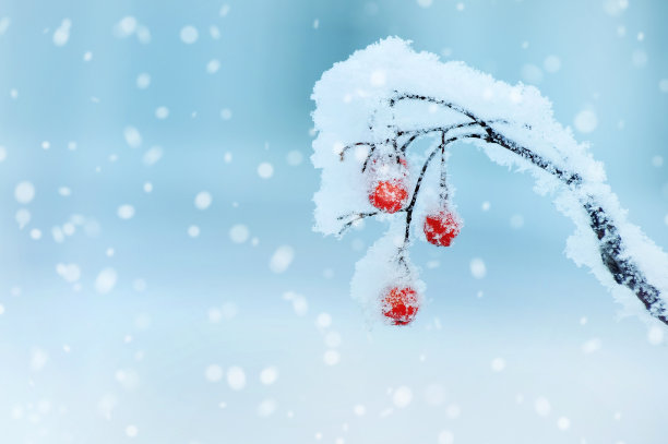 霜中的一束花图片下载