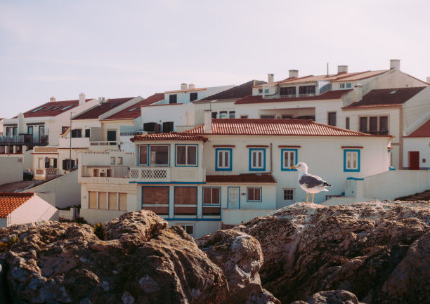 有趣的海鸥站在岩石上图片下载