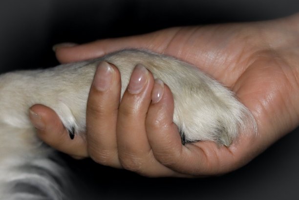 最好的朋友图片下载