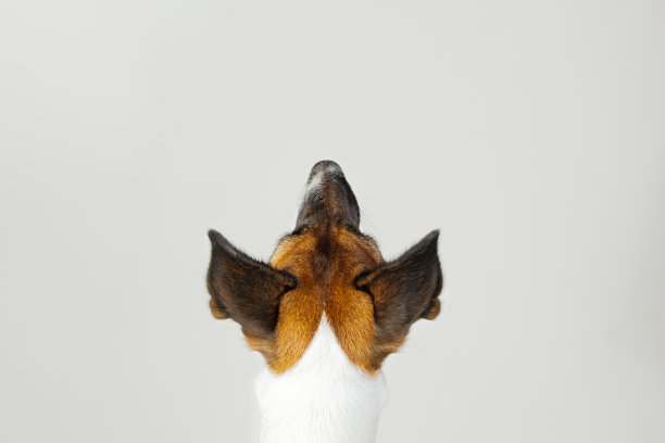 背面的狗的脖子和头部在白色工作室的背景。图片下载