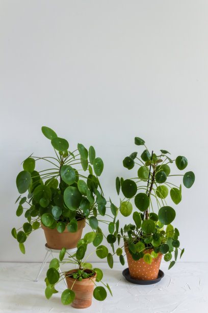 花椒，花盆里的金钱树。图片下载