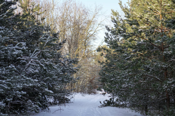 雪林里美丽的冬季景色。美丽的圣诞树在雪堆和雪花中。新年的库存照片图片下载