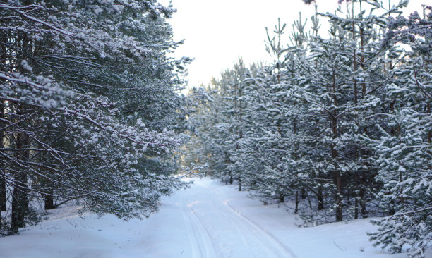 雪林里美丽的冬季景色。美丽的圣诞树在雪堆和雪花中。新年和圣诞节的库存照片图片下载