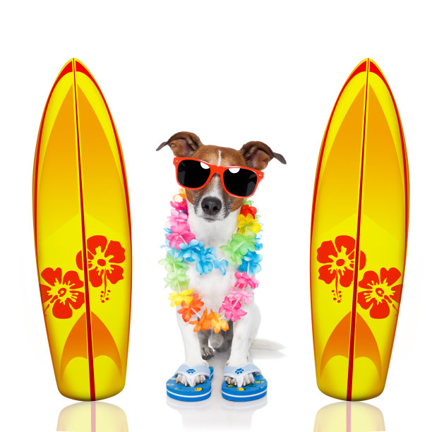 夏日天堂度假冲浪者狗图片下载