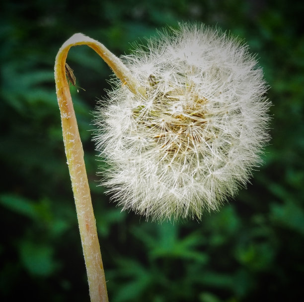 蒲公英的花图片下载