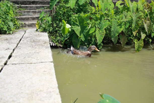 中国南方农田图片下载