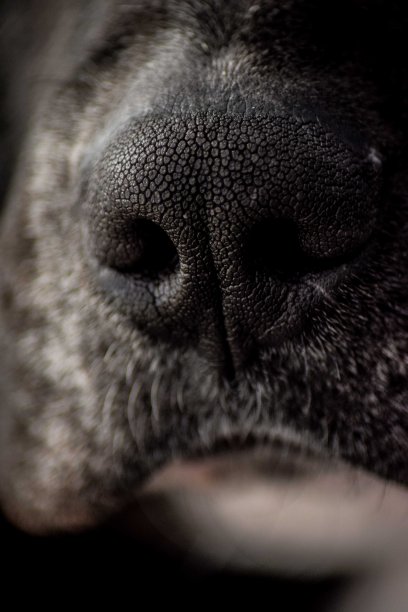 一只黑狗的鼻子的特写图片下载