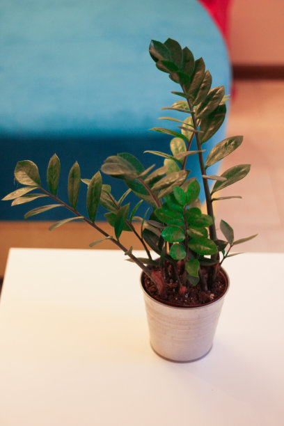 孤立的盆栽植物图片下载