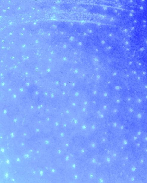 蓝色梨皮的质地图片下载