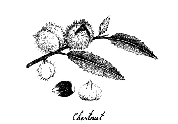 手绘的栗子在白色的背景图片下载