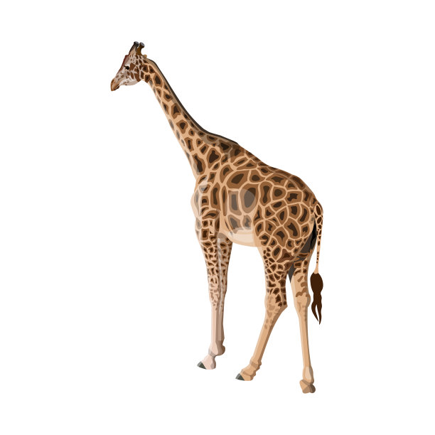 长颈鹿矢量图像孤立的白色背景。图片下载