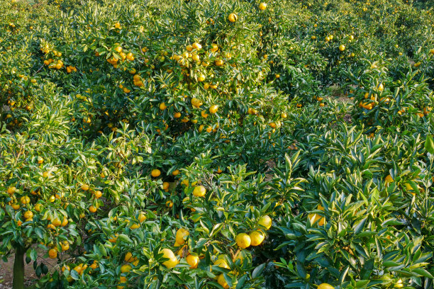 日本的桔子田图片下载