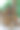 桌上放着落叶松的小球果。图片下载