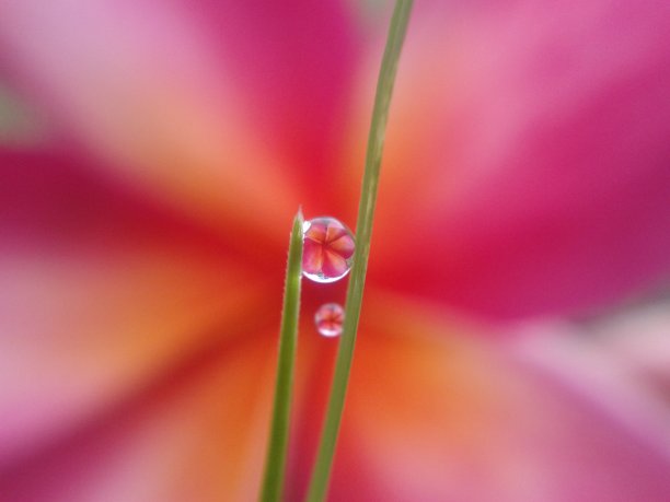 晨露的映照图片下载