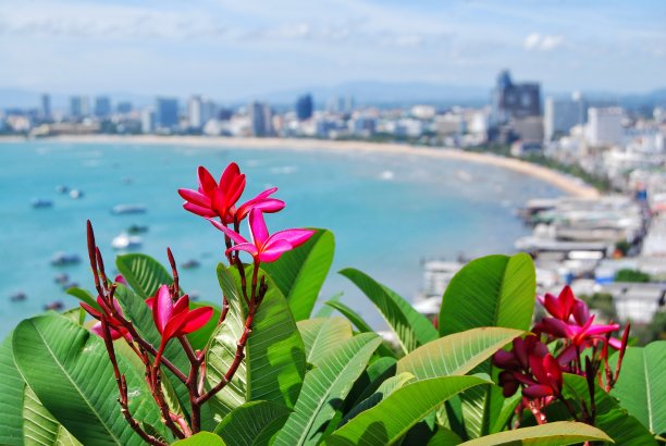 在芭堤雅的观点粉红色的花。图片下载