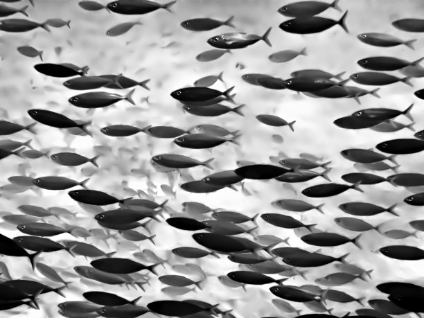 全框黑白热带鱼图片下载