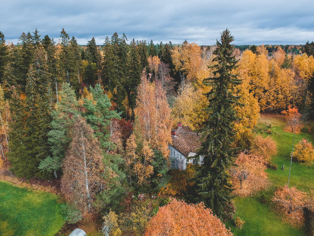 鸟瞰图的一个乡村房子在森林。无人机拍摄的照片。图片下载