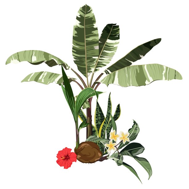 热带棕榈树香蕉树，椰子，红色的木槿花组成在白色的背景。时尚夏季印刷包装，织物，邀请卡和您的模板设计。图片下载