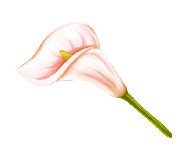 手绘软粉米色丛林花马蹄莲在白色的背景。装饰具有异国情调的热带元素的请柬，纺织，印刷和设计。图片下载