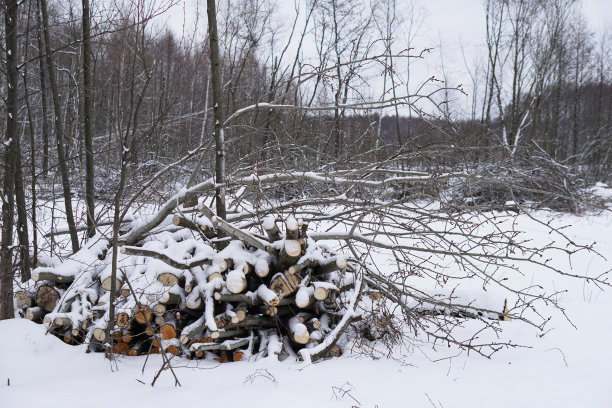 冬天在森林里砍柴。森林里的锯木厂和圆木上覆盖着积雪。设计素材照片图片下载