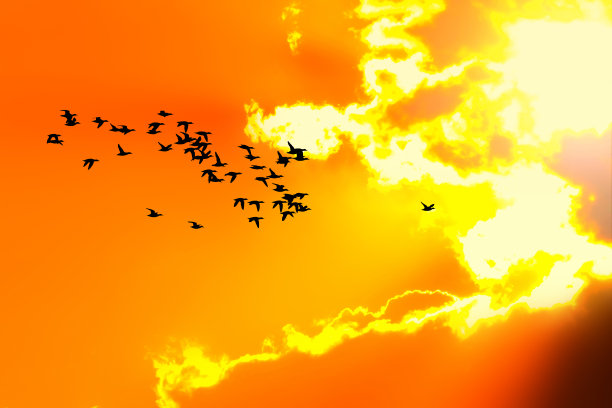 飞翔的鸟。鸟剪影。日落的自然背景。图片下载