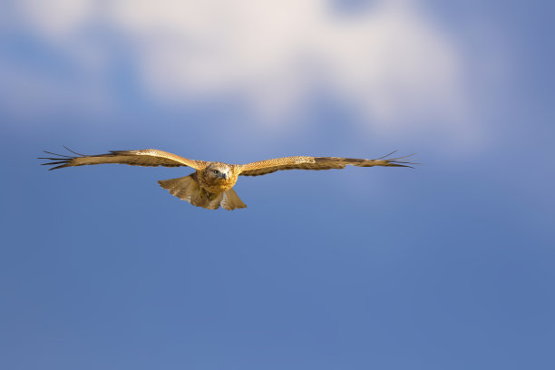 飞翔的鸟。鸟的猎物。自然背景。鸟:长腿秃鹰。Buteo rufinus。图片下载