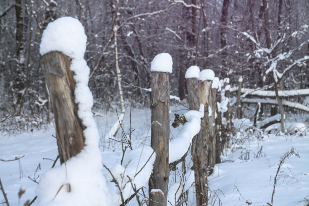 冬天的风景在城市外面的森林里。12月下雪的篱笆。圣诞节和新年的照片。图片下载