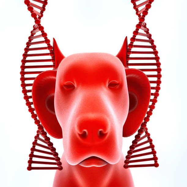 兽医的遗传治疗图片下载