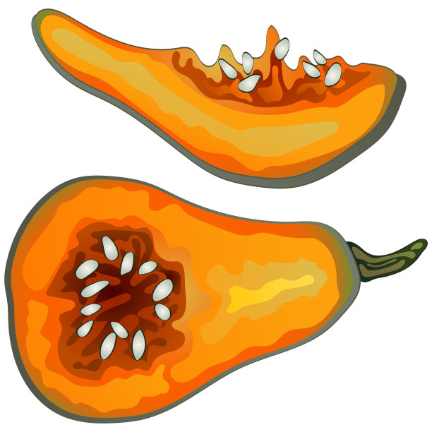 秋天的收获。南瓜。白色背景上的矢量插图以现实主义风格执行。图片下载