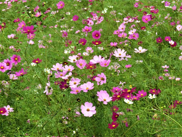 十月。自然夏天地毯。图片下载