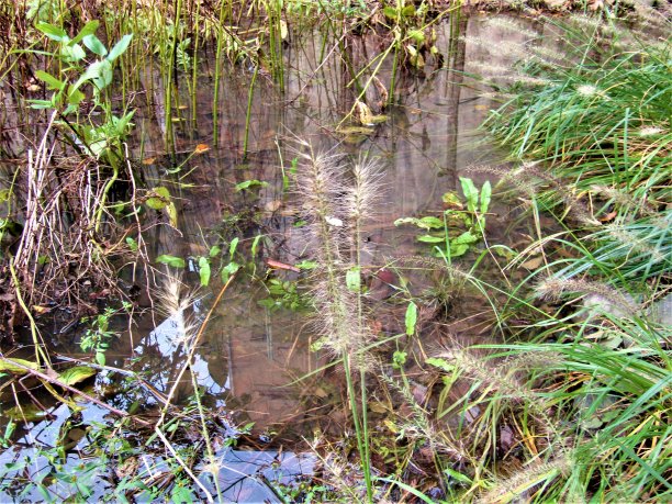 只是一个水坑图片下载