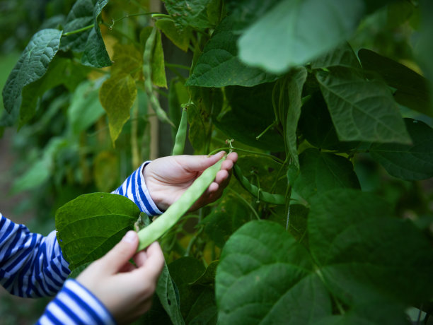 有机绿豆图片下载