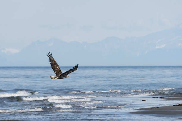 秃鹰飞走了，白头haliaeetus白头haliaeetus，阿拉斯加的幼鸟。美国的国鸟。图片下载