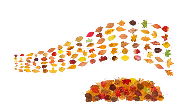 斑驳的黄色杨树落叶孤立图片下载