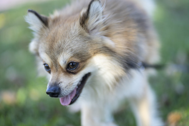 博美犬坐在公园的草地上，胆小如鼠图片下载