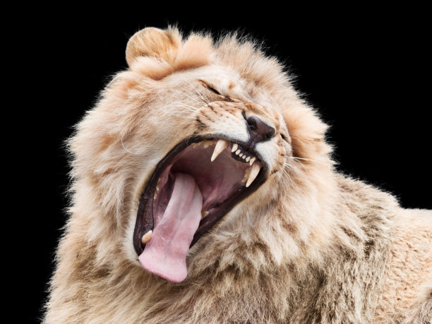 愤怒的狮子图片下载