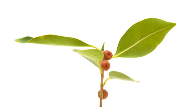 小果榕的小枝，孤立图片下载