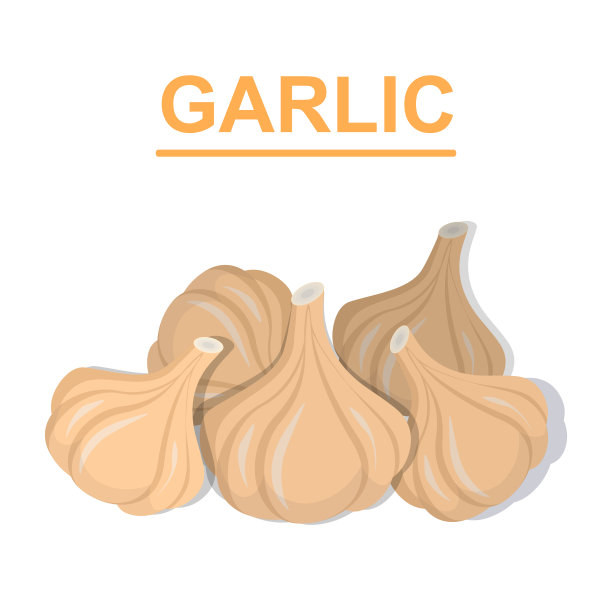 大蒜孤立在白色背景上。蔬菜集合。矢量插图。图片下载