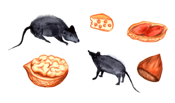 一套可爱的小老鼠或老鼠与小穗，奶酪和坚果。水彩孤立的插图。图片下载