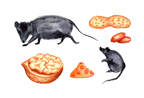 一套可爱的小老鼠或老鼠与小穗，奶酪和坚果。水彩孤立的插图。图片下载