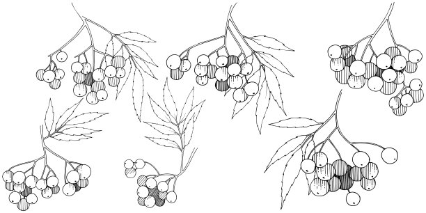 矢秋黑花梨属植物。浆果植物植物园花的叶子。孤立的插画元素。图片下载