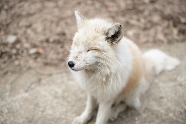 狐狸在秋天图片下载