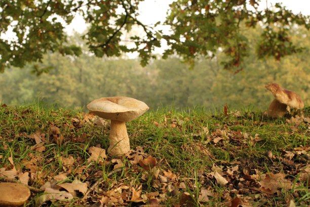 美丽的大牛肝菌蘑菇特写和树枝和森林的背景在秋天图片下载