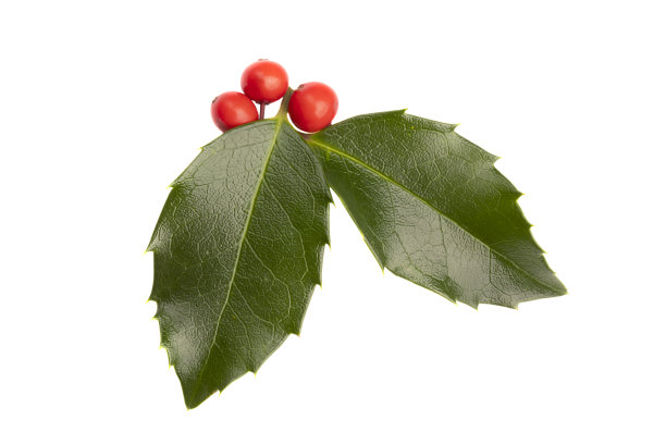孤立的冬青图片下载