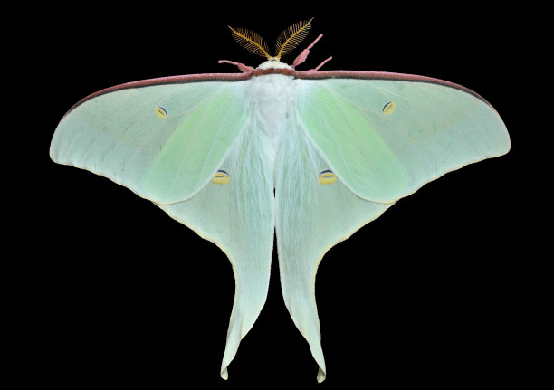 蝴蝶(Actias artemis图片下载