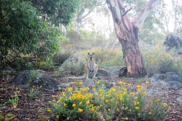 袋鼠喂食图片下载