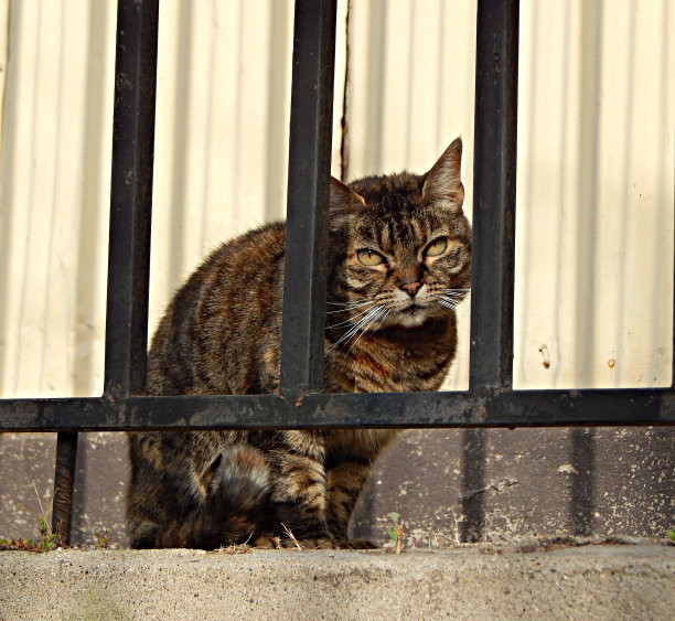 流浪猫在瓦尔帕莱索监狱里看着你图片下载