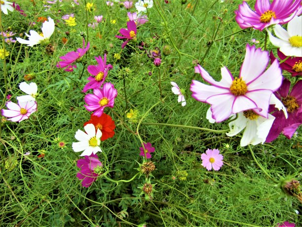 十月。自然夏天地毯。图片下载