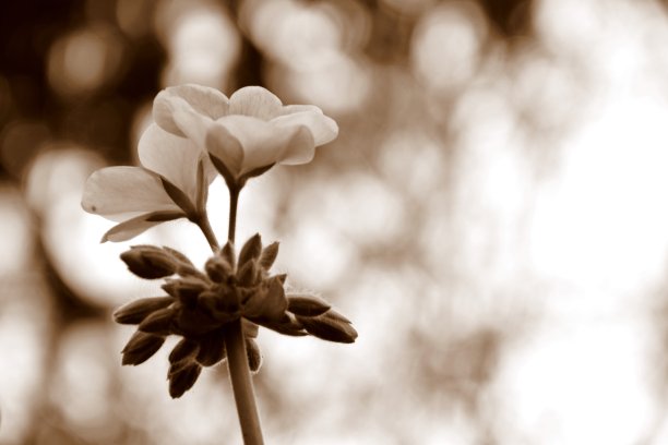 这张黑白照片拍摄的是一朵盛开的花，花瓣和花蕾清晰可见，模糊的背景是波兰乡村一个阳光明媚的秋日花园的外面图片下载